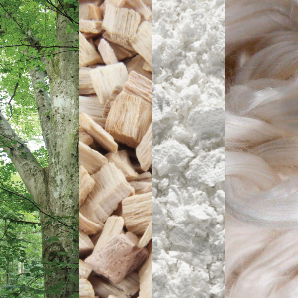 From beechwood tree to wood chips, pulp and spun fiber: the four stages of the MicroModal in Shinesty men's underwear